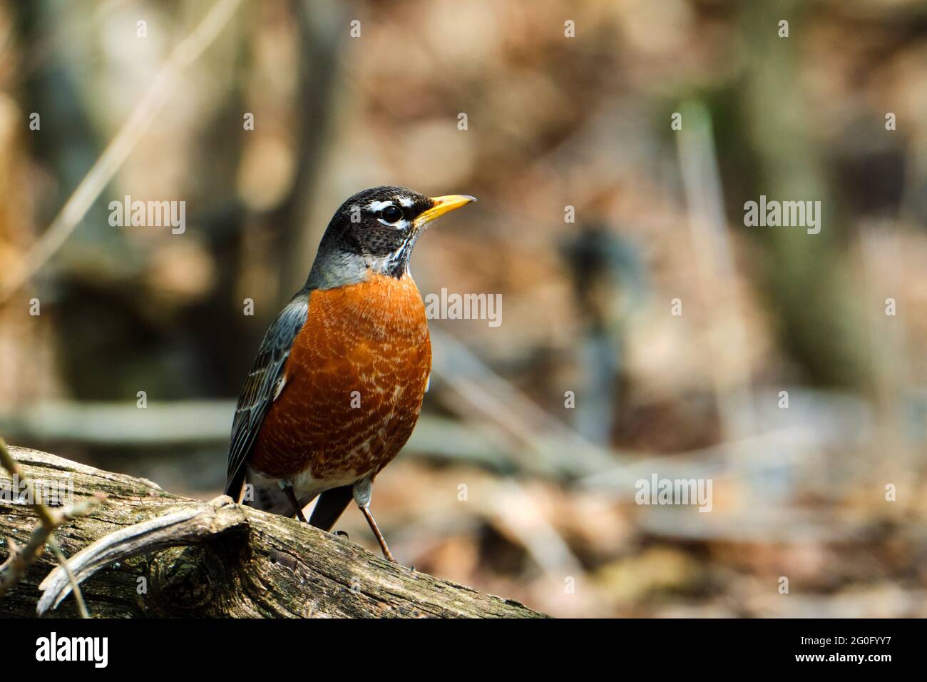 Amerikanischer Rotkehlchen thront auf einem Baumzweig Stockfoto