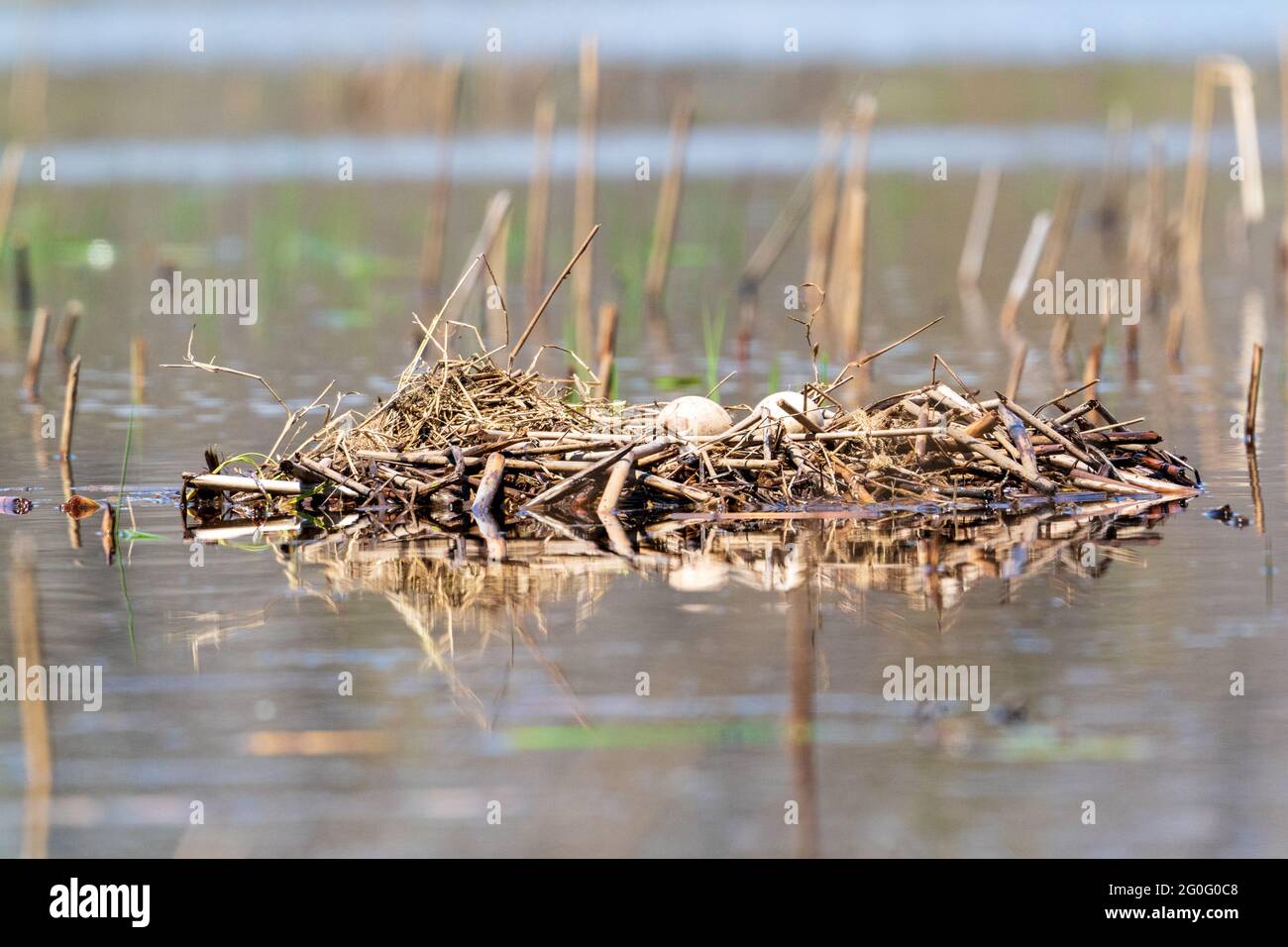 Ein verlassene Sandhill Crane Nest, fotografiert von meinem Kajak in einem Sumpfgebiet im Zentrum von Door County Wisconsin Stockfoto