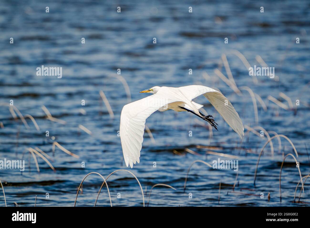 Ein großer Weißreiher ragt über die Oberfläche des Naturschutzgebiets Kangaroo Lake im Zentrum von Door County Wisconsin. Stockfoto