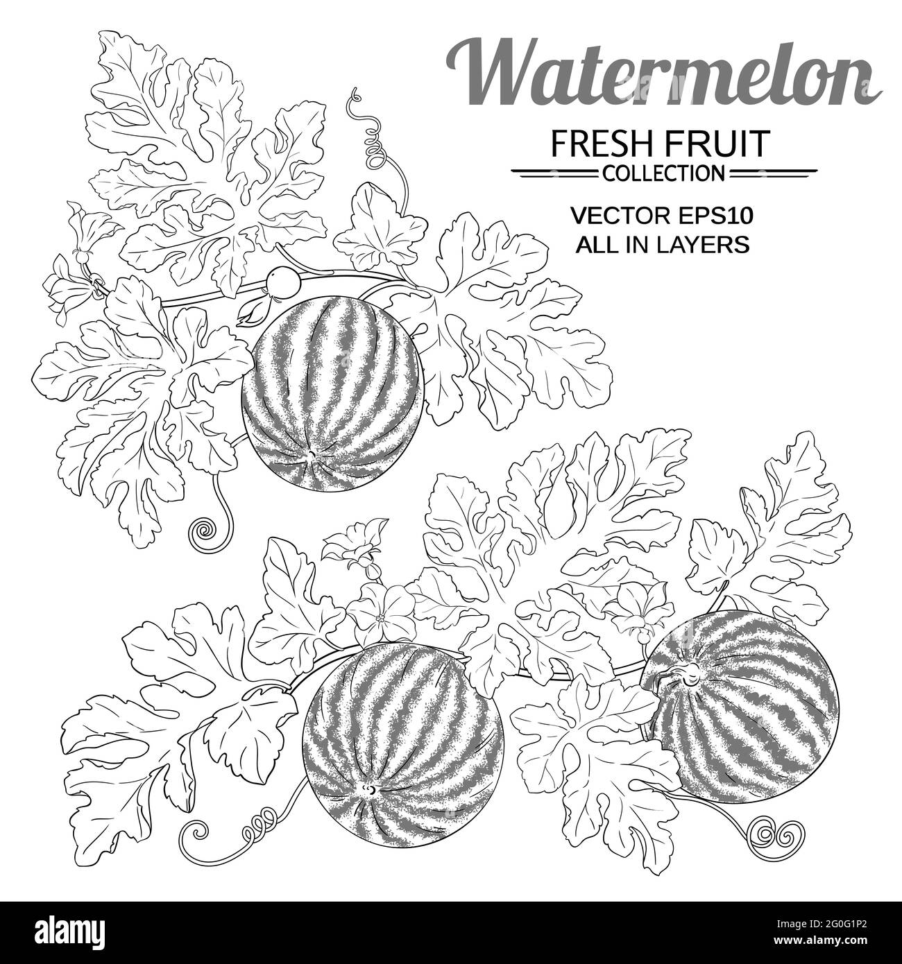 Wassermelone auf weißem Hintergrund Stock Vektor