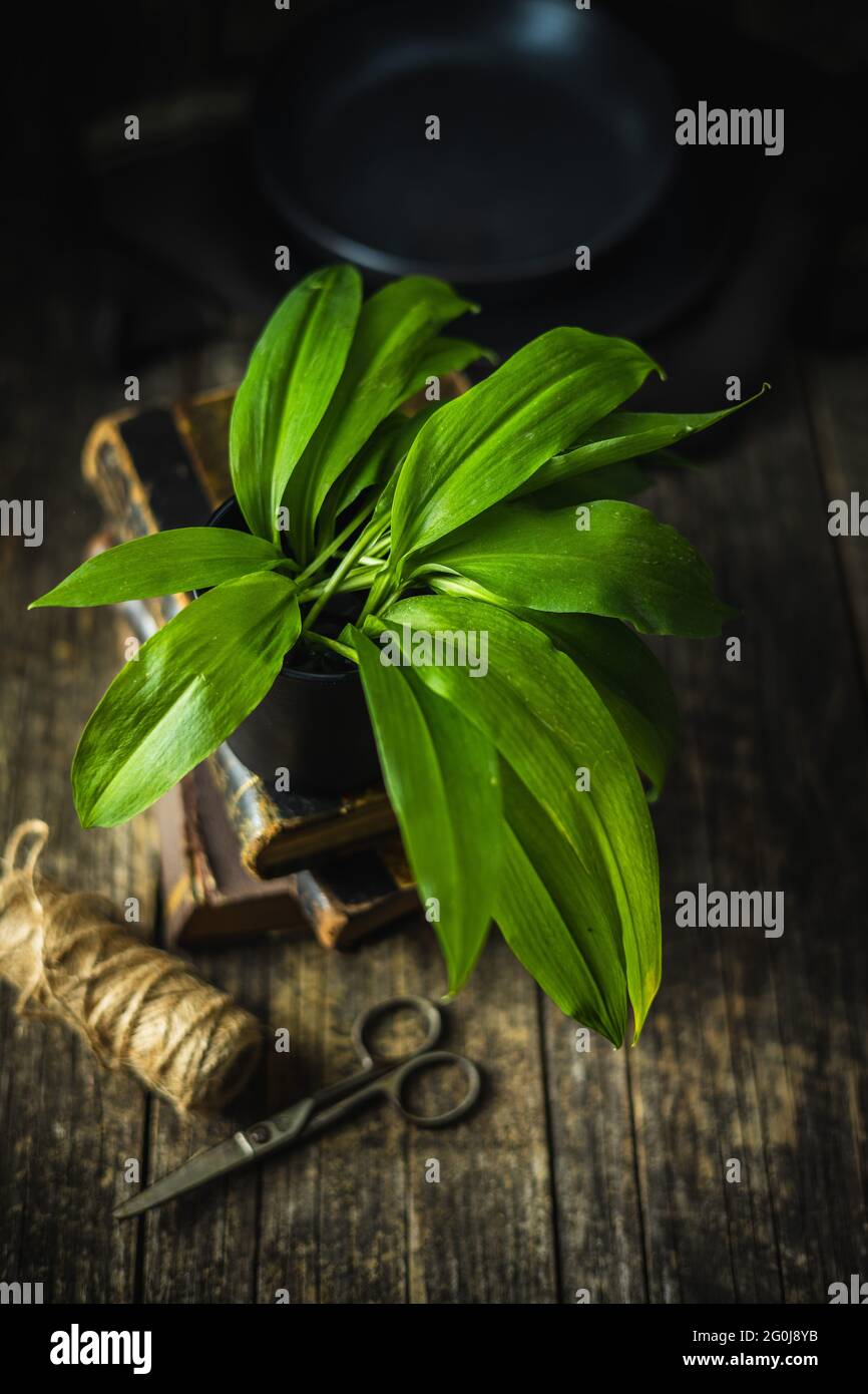 Grüne Stamsonen Blätter. Bärlauch auf altem Holztisch. Stockfoto