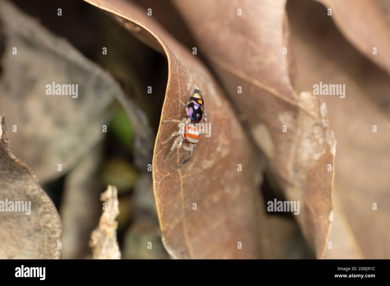 Weiblich, bunt sprinende Spinne, Chrysilla volupe, Satara, Maharashtra, Indien Stockfoto