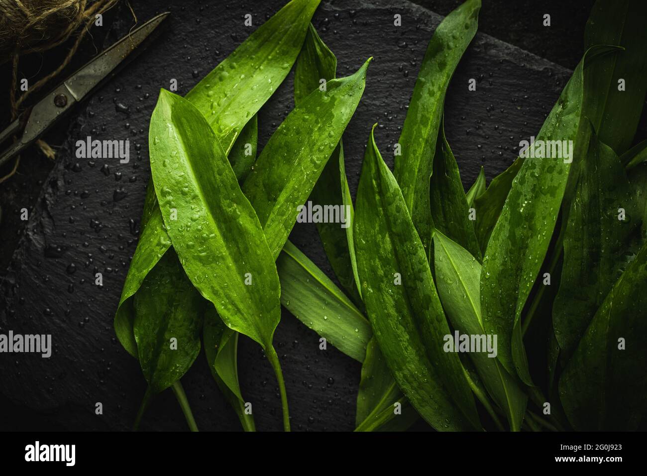 Grüne Stamsonen Blätter. Bärlauch auf schwarzem Tisch. Draufsicht. Stockfoto