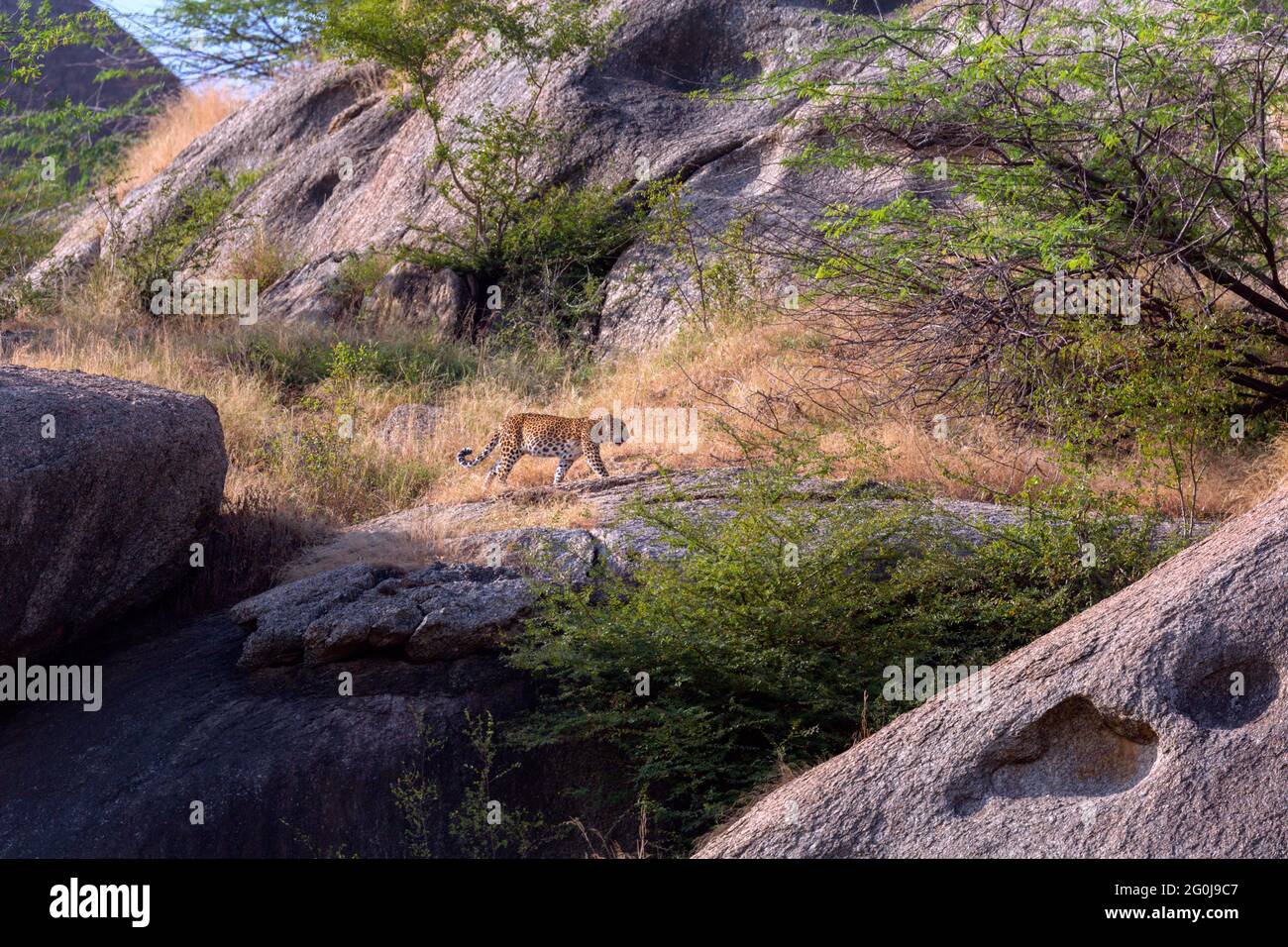 Indischer Leopard oder Panthera pardus fusca in Aravalli Hügel Region Jawai Bera Rajasthan Indien Stockfoto