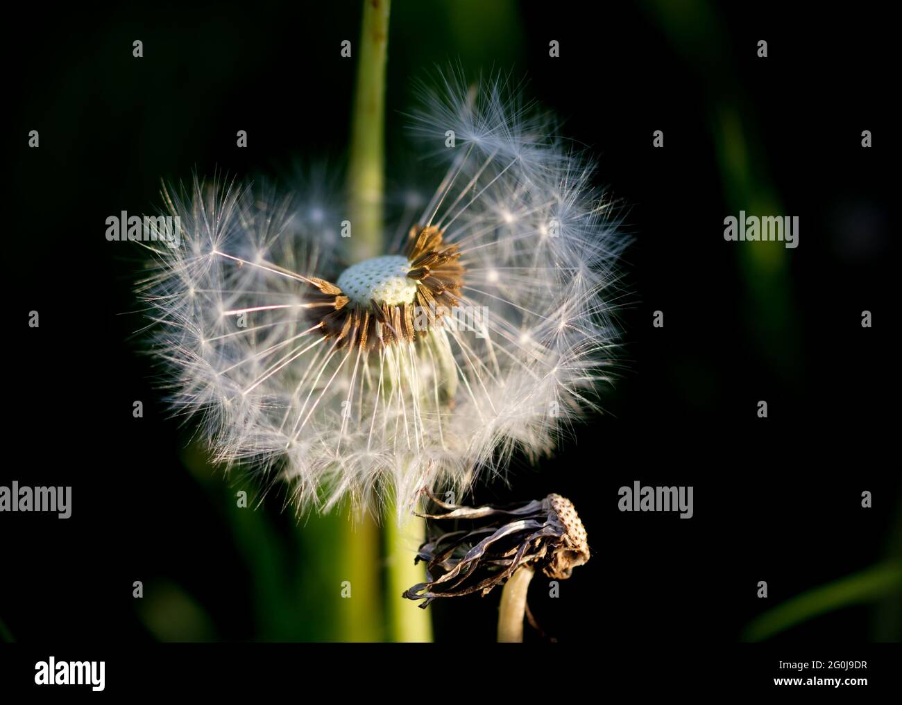 Nahaufnahme eines Dandelionkopfes Stockfoto