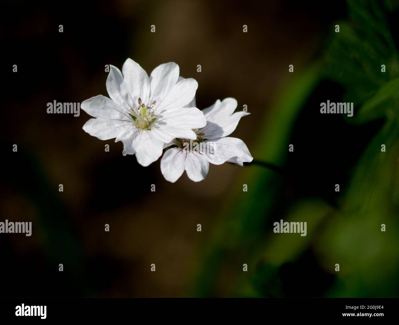 Nahaufnahme einer weißen Blume auf einer Wiese Stockfoto