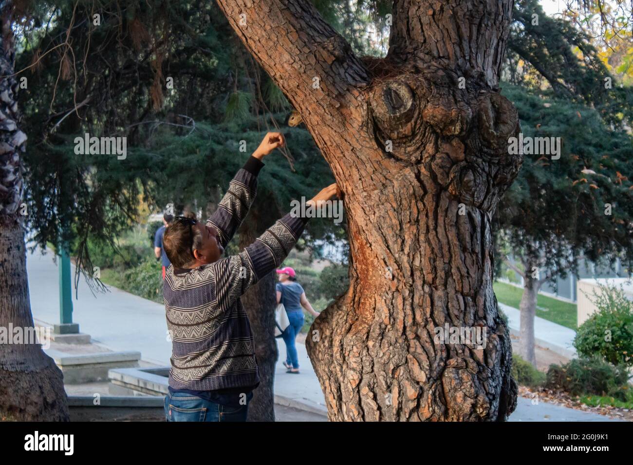 Eine Statue einer Person in einem Baum Stockfoto