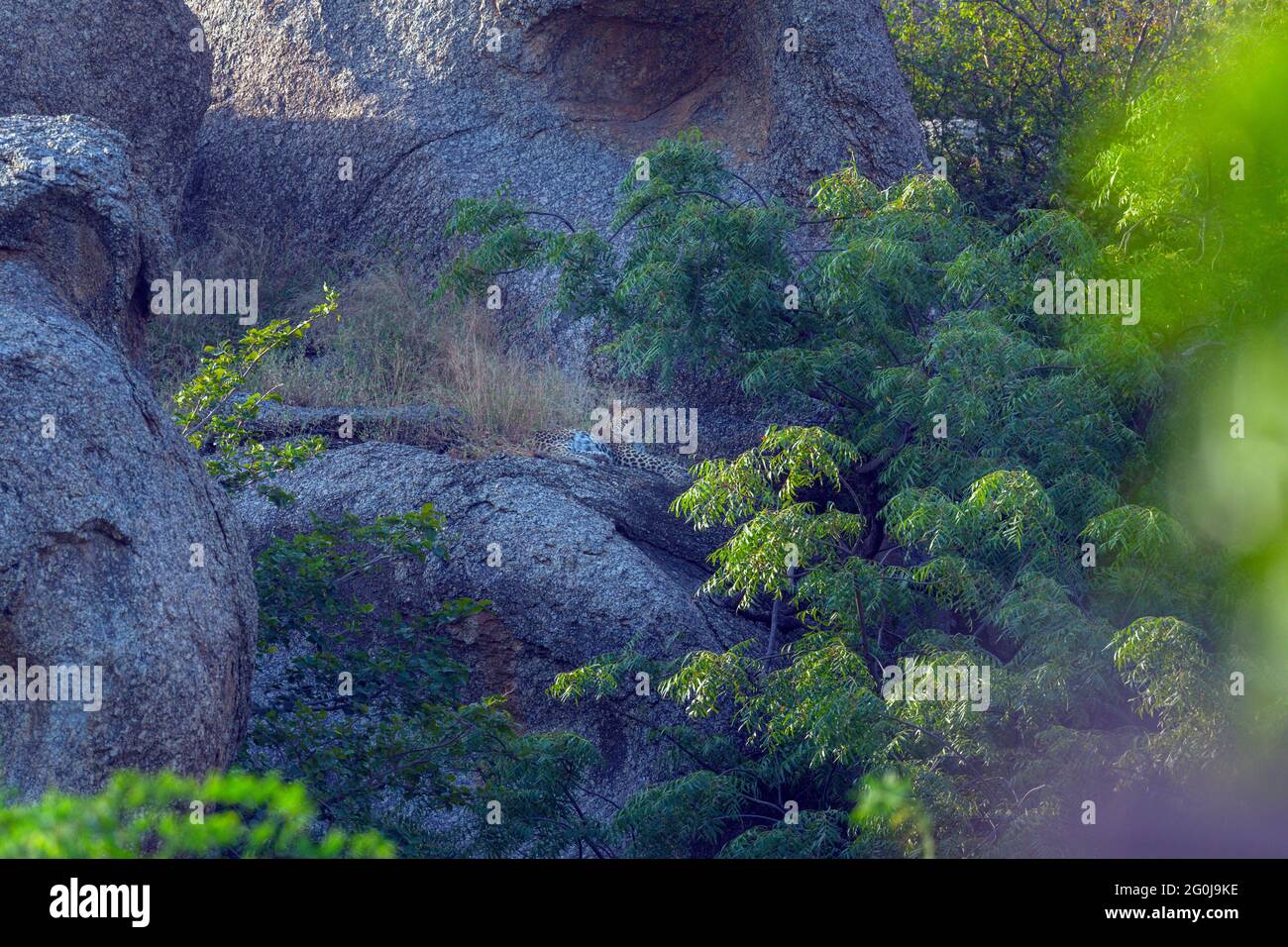 Indischer Leopard oder Panthera pardus fusca in Aravalli Hügel Region Jawai Bera Rajasthan Indien Stockfoto