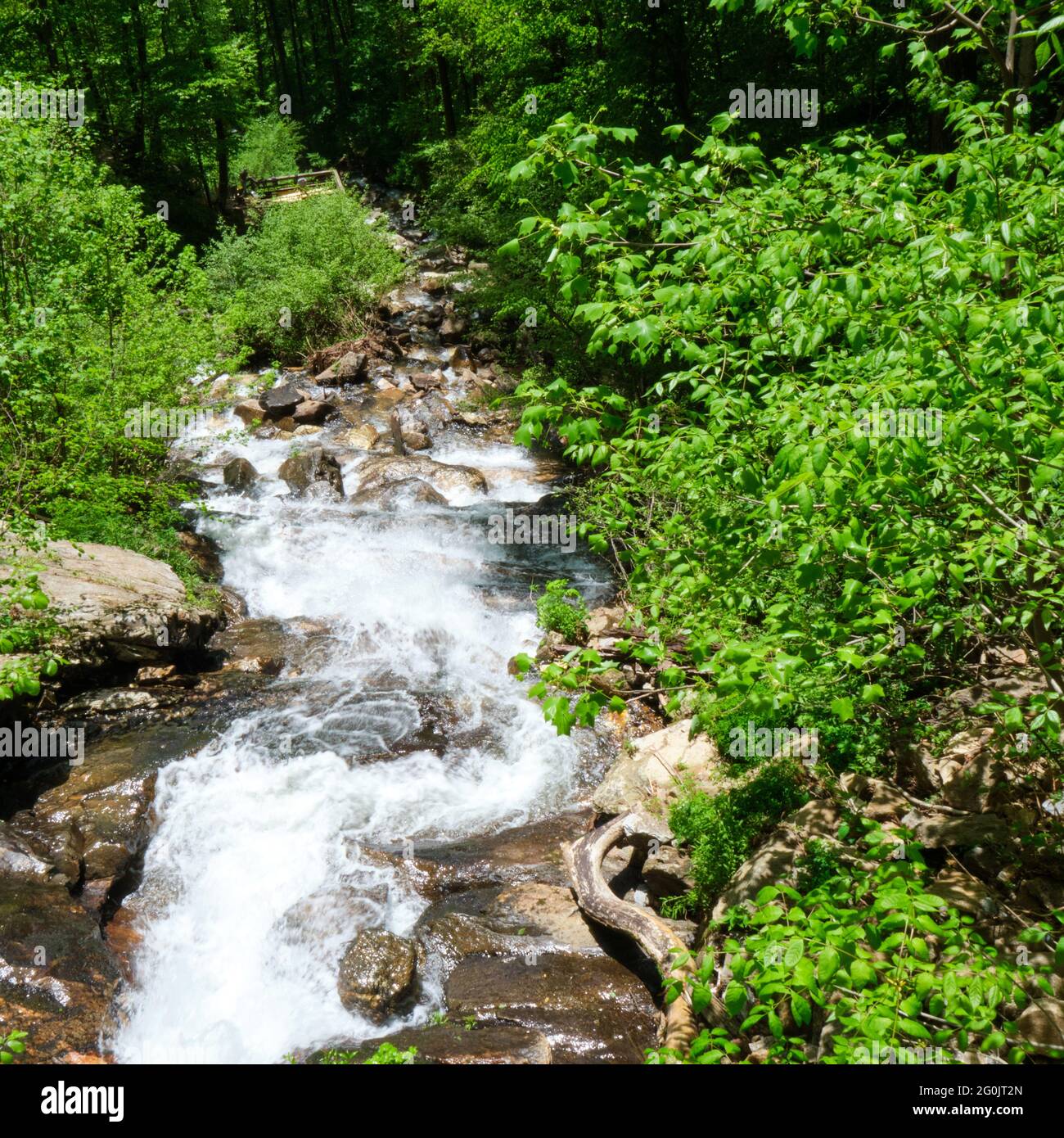 Amicalola fällt flussabwärts des Wasserfalls Stockfoto