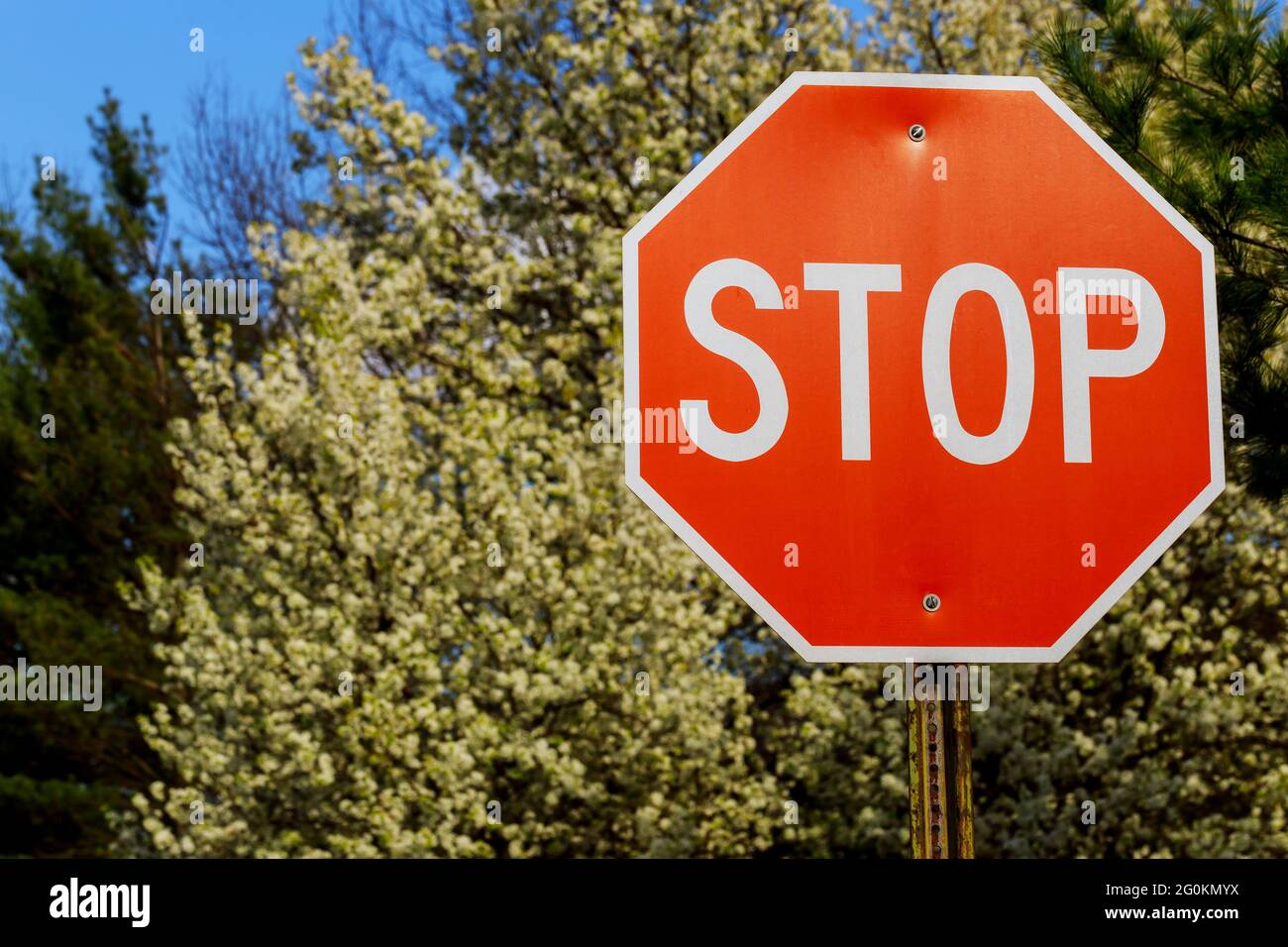 Stoppschild mit blühendem Baum im Frühling. Stockfoto