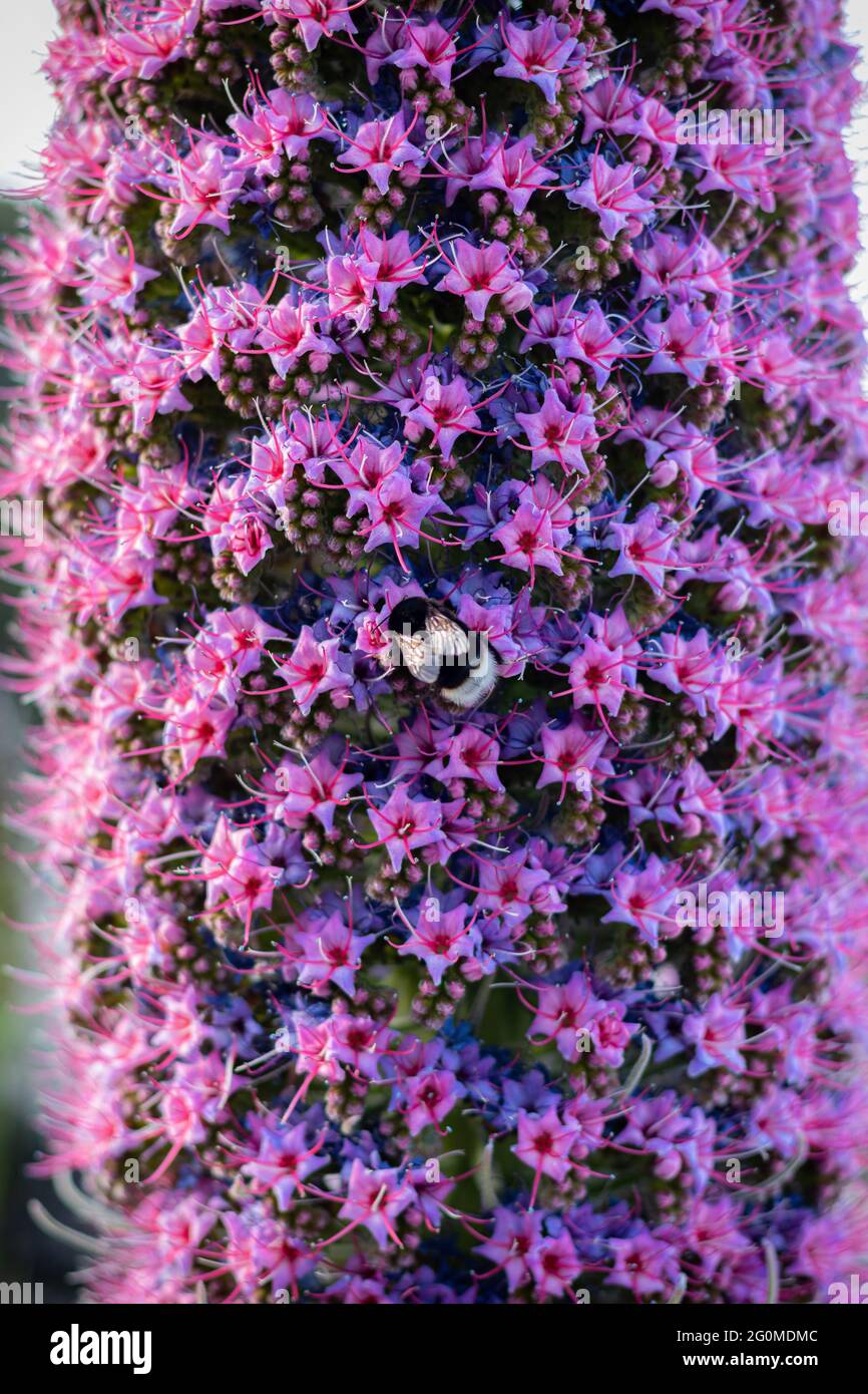 Nahaufnahme einer Hummel auf einer Tajinaste-Blume, Roque de Los Muchachos, La Palma, Kanarische Inseln, Spanien. Stockfoto
