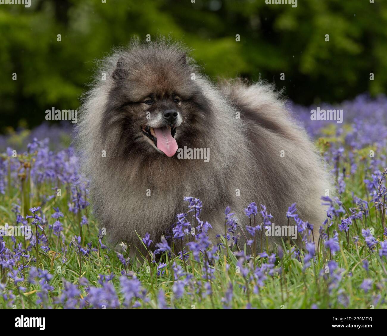 Keeshond Hund in Bluebells Stockfoto