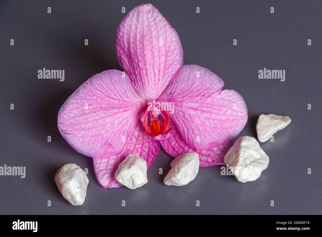 Rosafarbene Orchideenblüte und weiße Steine als Dekoration für ein Spa Stockfoto