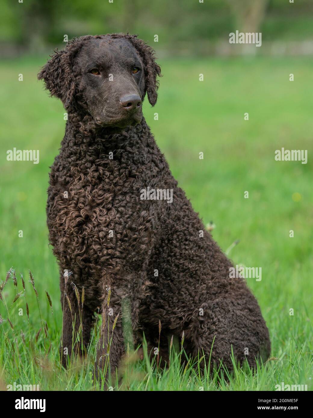 Curly coated Retriever Hund Stockfotografie - Alamy