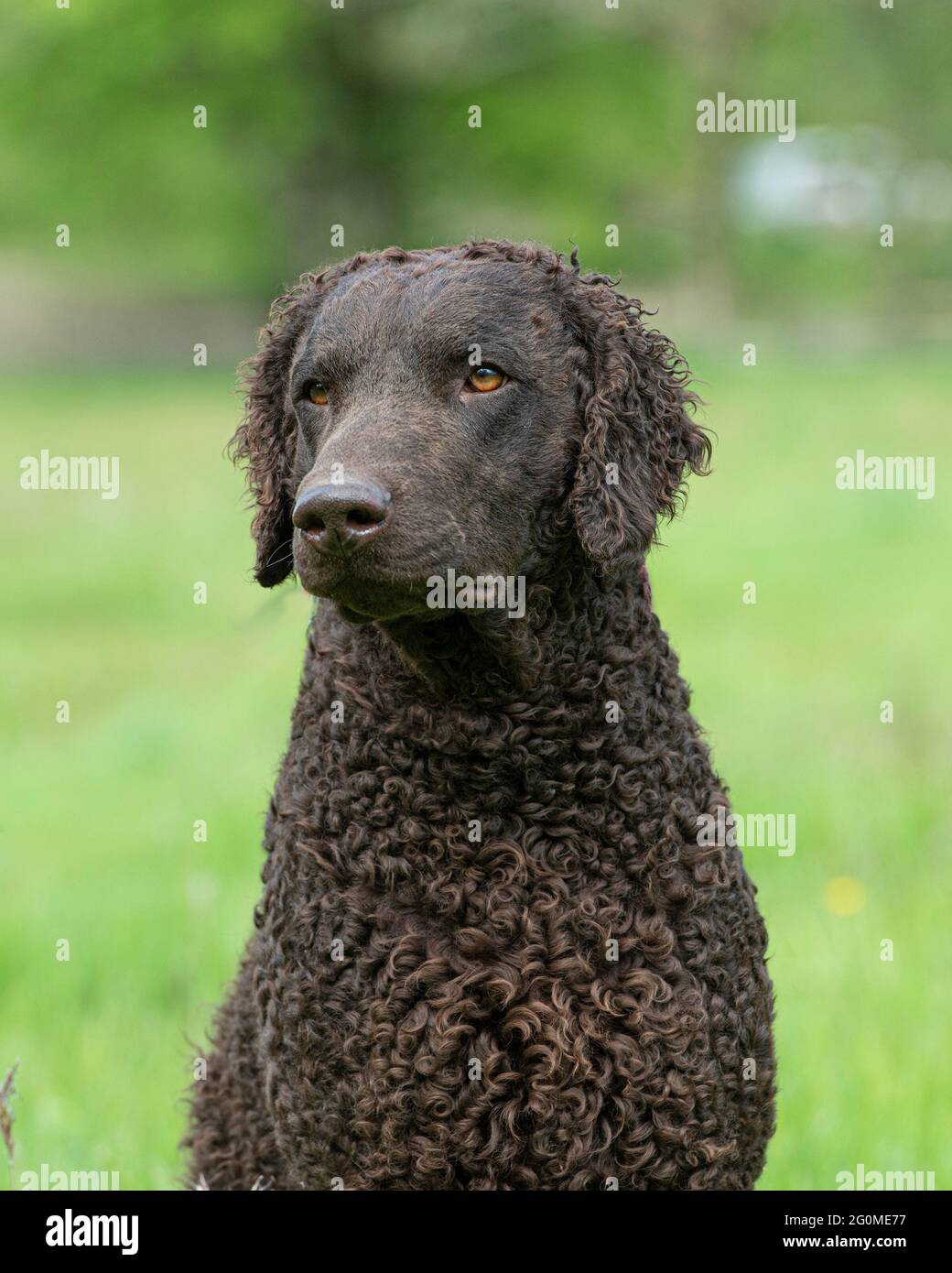 Curly coated Retriever Hund Stockfoto