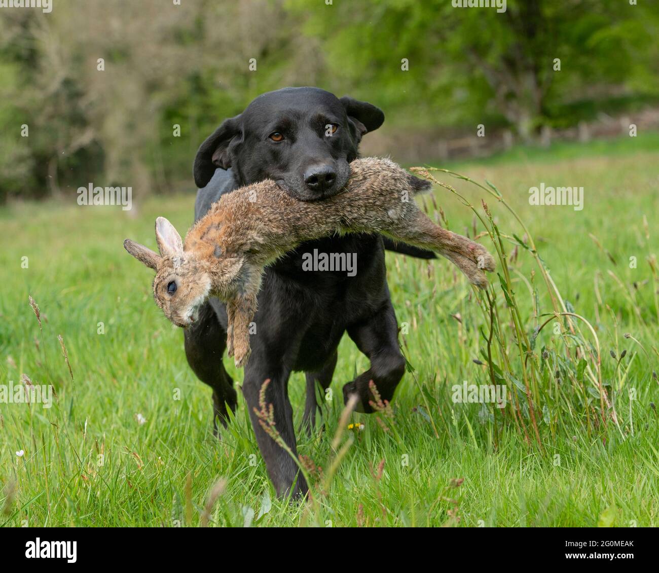 Schwarzer labrador, der einen geschossenen Hasen zurückruft Stockfoto