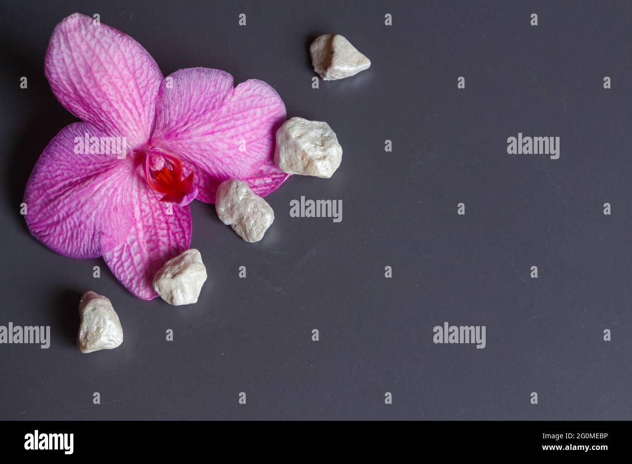 Rosafarbene Orchideenblüte und weiße Steine als Dekoration für ein Spa Stockfoto