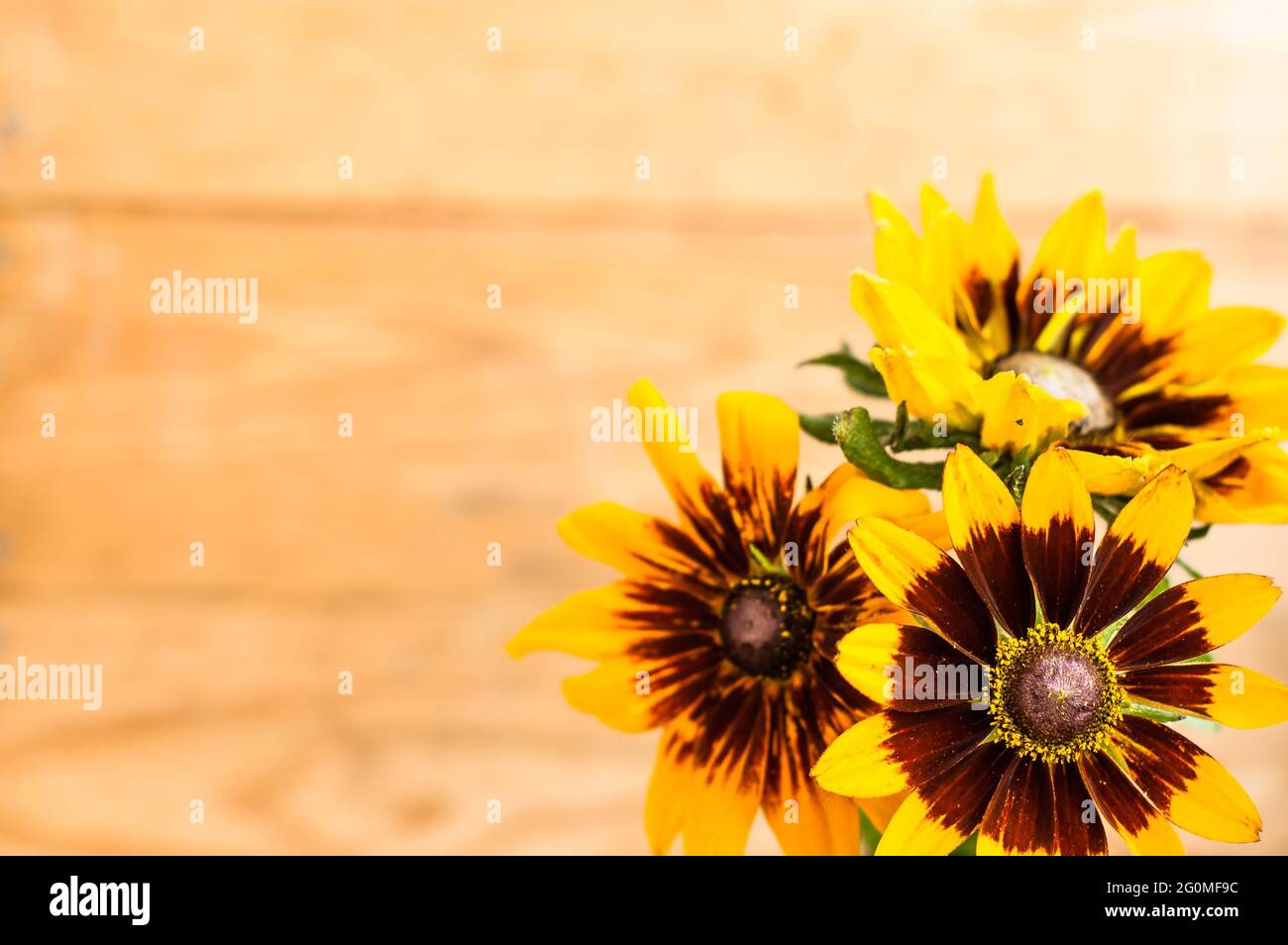 Rudbeckia Blumen Hintergründe. Sommerblumen-Blumenstrauß auf Holzhintergrund mit geringer Schärfentiefe nützlich als Grußkarte oder Geburtstagskarte. Stockfoto
