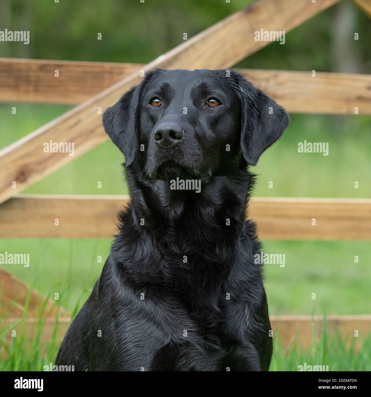 Labrador Retriever, schwarz Stockfoto