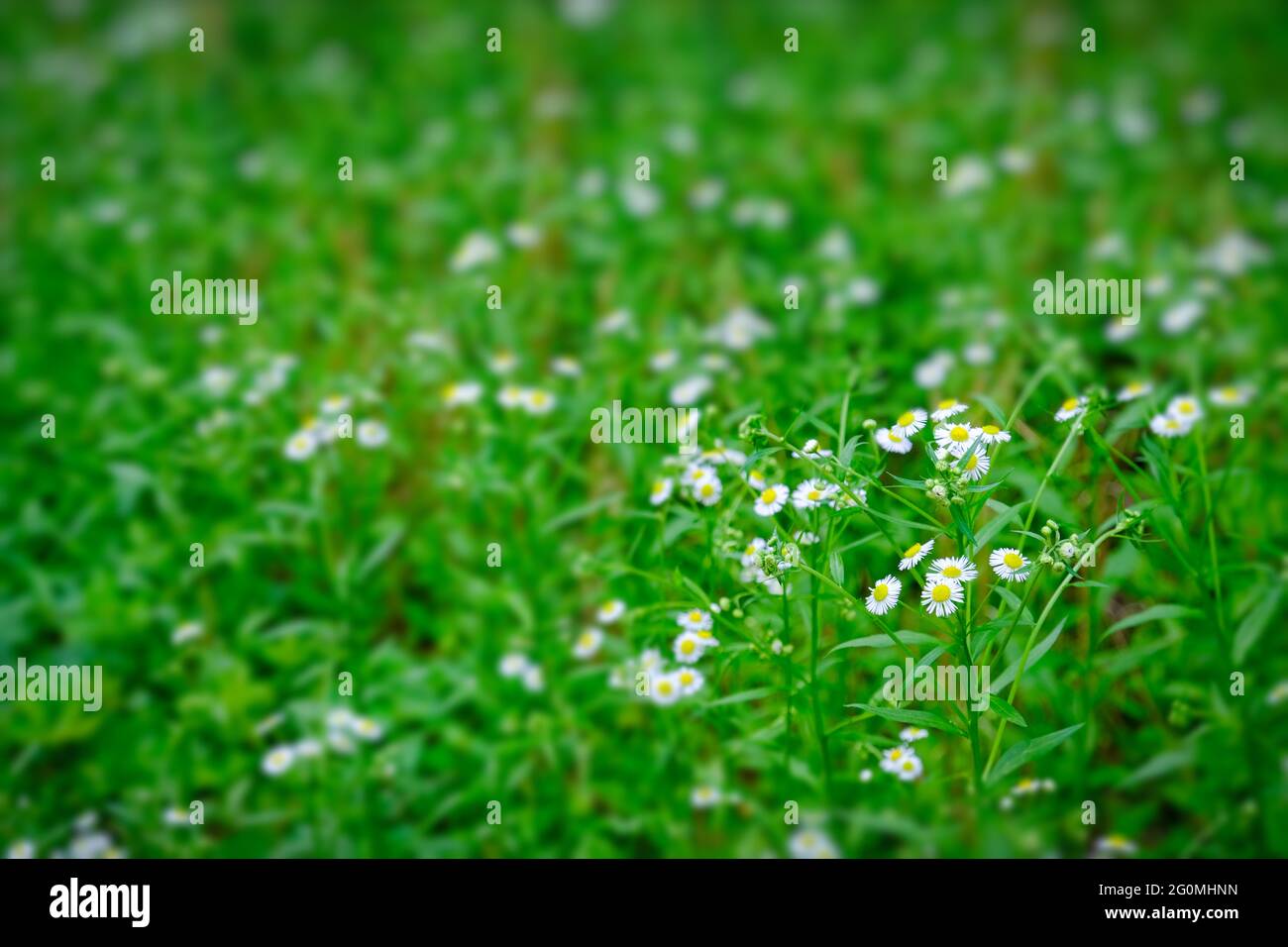 Kleine weiße Wildblumen im grünen Feld Stockfoto