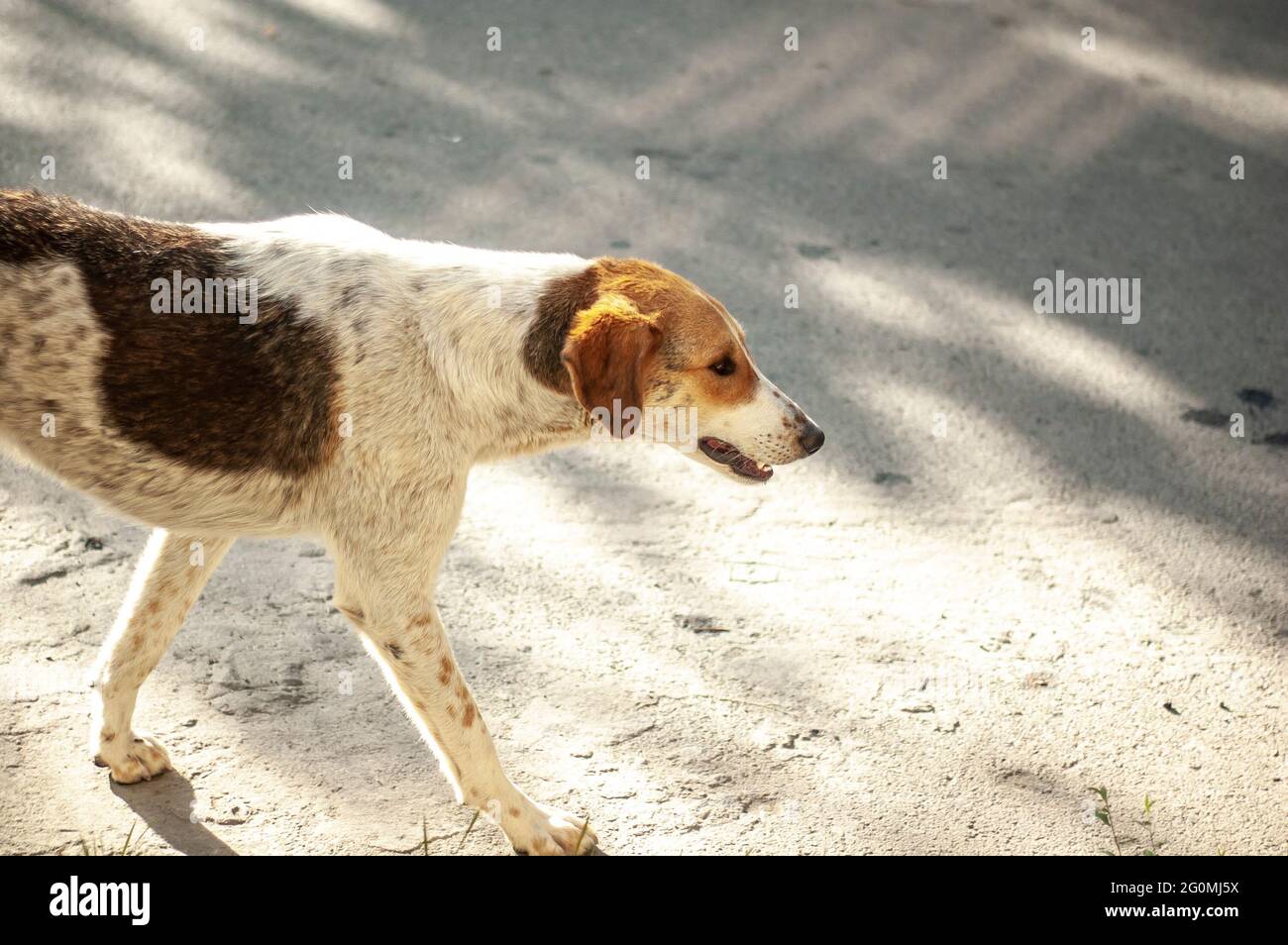 Ein weißer, obdachloser Hund mit Randflecken, der auf der Straße läuft Stockfoto