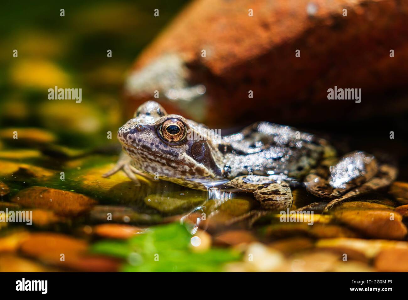 Gewöhnlicher Frosch (Rana temporaria), der am Rand eines Kieselteiches sonnenbaden kann Stockfoto