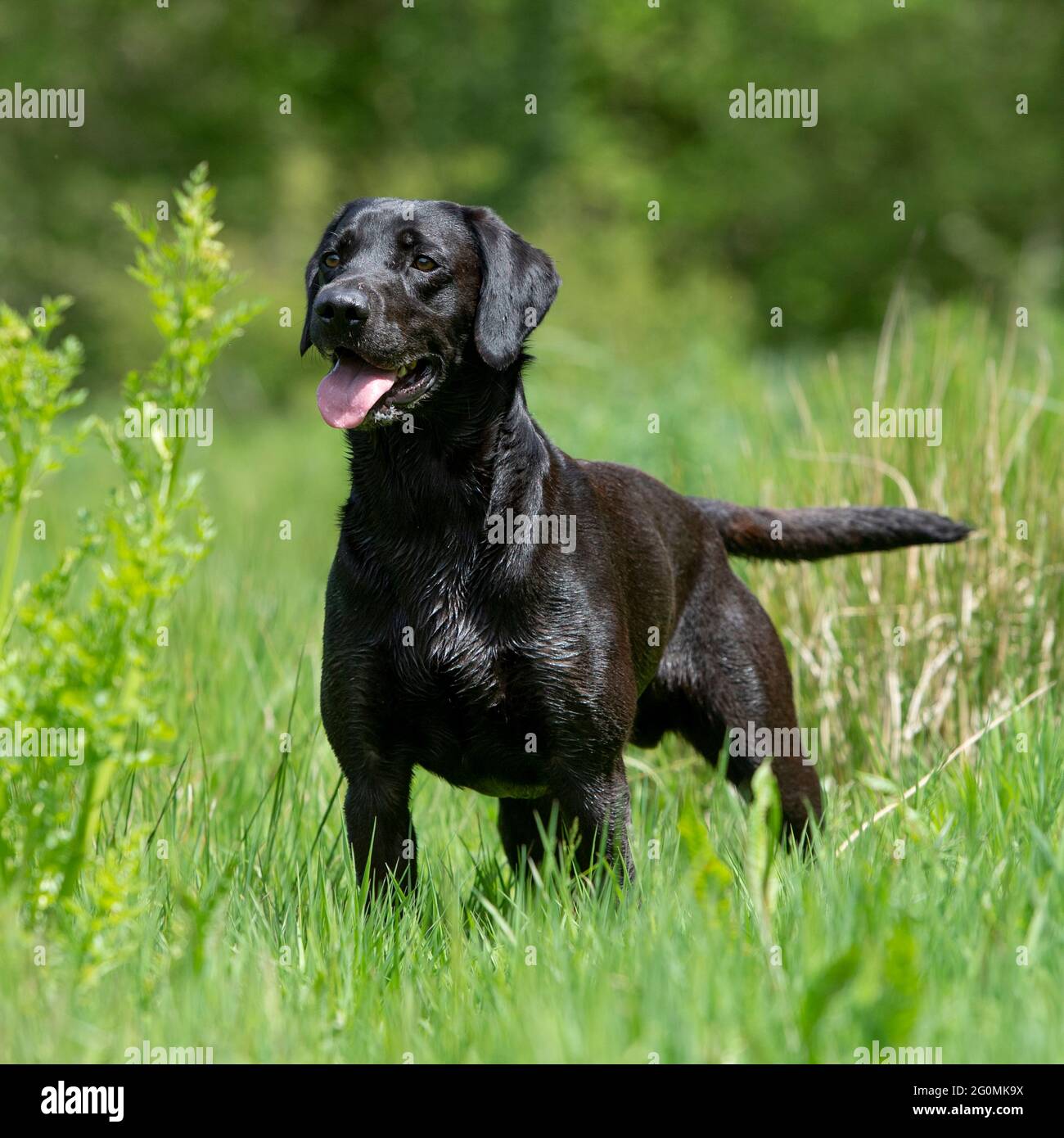 Schwarzer Labrador Retriever Hund Stockfoto