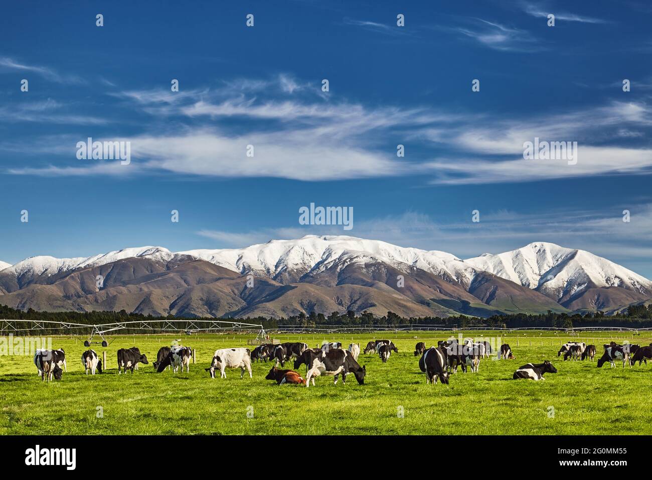 Landschaft mit schneebedeckten Bergen und grasenden Kühen, Neuseeland Stockfoto