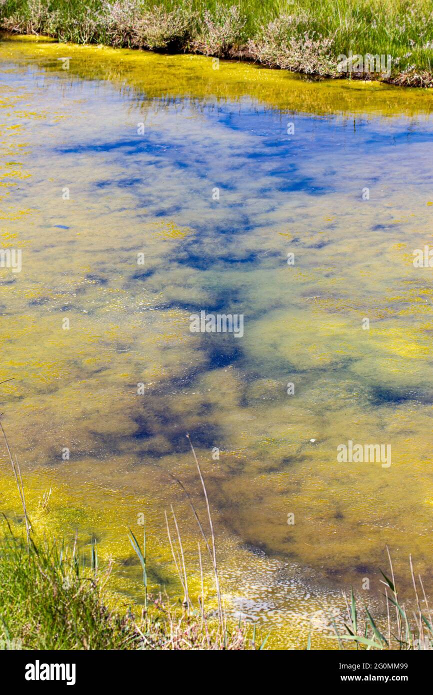 Algenwachstum Dunwich River Walberswick Suffolk Stockfoto