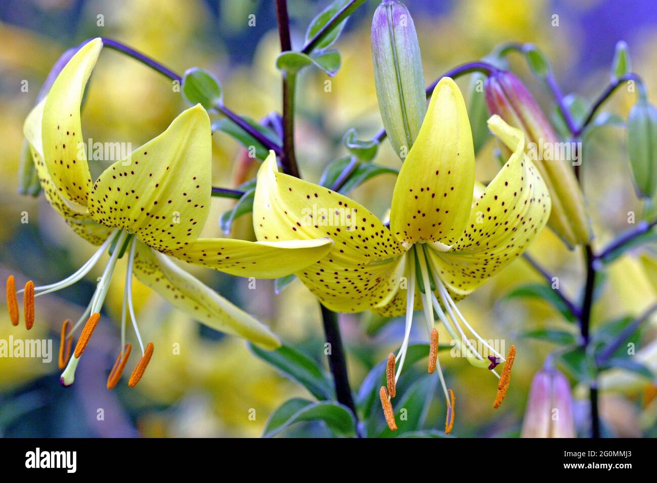 Asiatic Hybrid Lily Lilium Citronella, eine gelbe Hängelilie mit Sommersprossen, rekurvierten Blütenblättern, die an eine Türkenkappe erinnert, ein anderer Name für diese Lilie Stockfoto