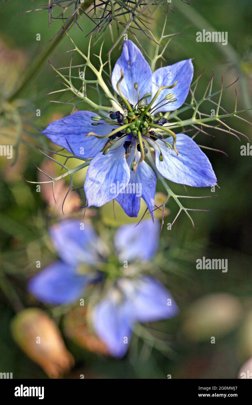Himmelblaue Nigella Damascena 'Miss Jekyll', eine schöne alte englische Gartenblume. Stockfoto