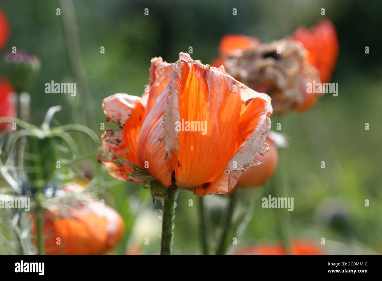 Ein orangefarbener Mohn (orientalischer Mohn des Prinzen von Orange) am Ende der Saison mit welkenden, bräunenden Blütenblättern wie Seidenpapier in voller Sonne Stockfoto