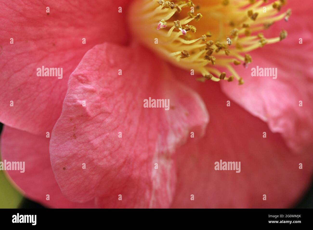 Makroaufnahme von 'Peony Lactiflora Single pink' mit gelbem Staubgefäß, aufgenommen in einem englischen Garten im Mai Stockfoto