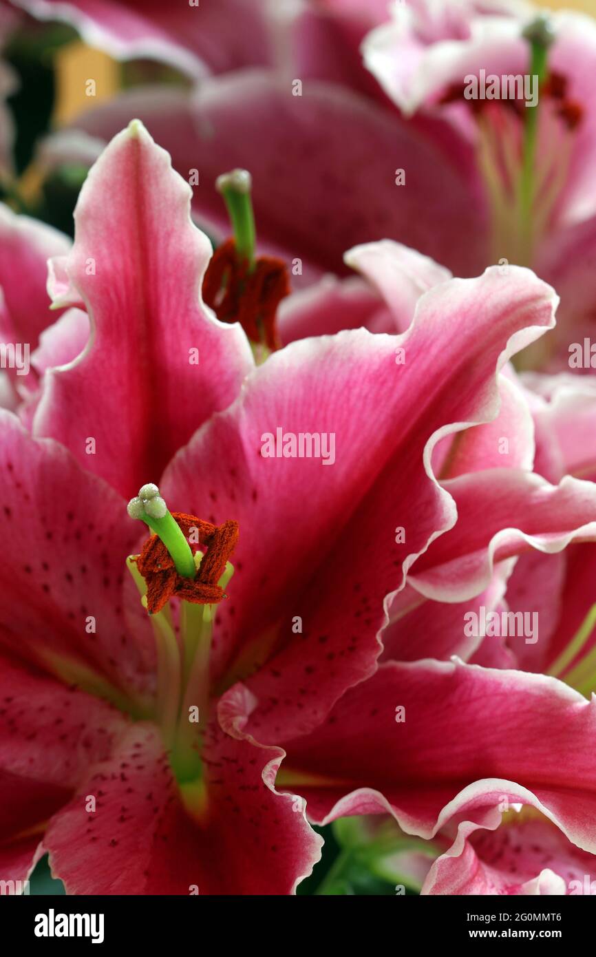 Orientalische Lilie Nach Acht. Sehr große tiefrosa Blüten mit weißen Rüschenkanten und Sommersprossen, die nach oben zeigen. Auch als Stargazers bezeichnet Stockfoto