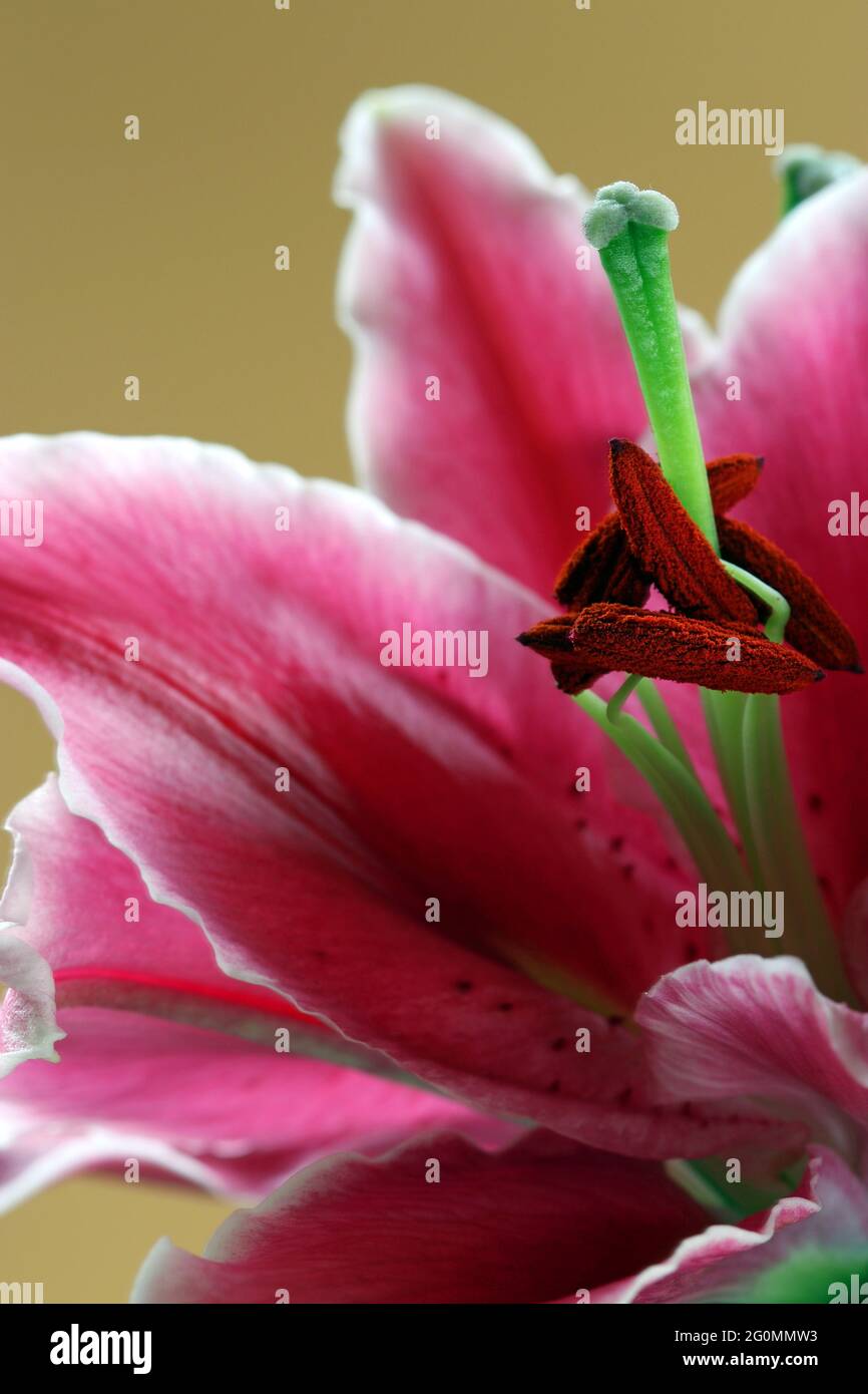 Orientalische Lilie Nach Acht. Sehr große tiefrosa Blüten mit weißen Rüschenkanten und Sommersprossen, die nach oben zeigen. Auch als Stargazers bezeichnet Stockfoto