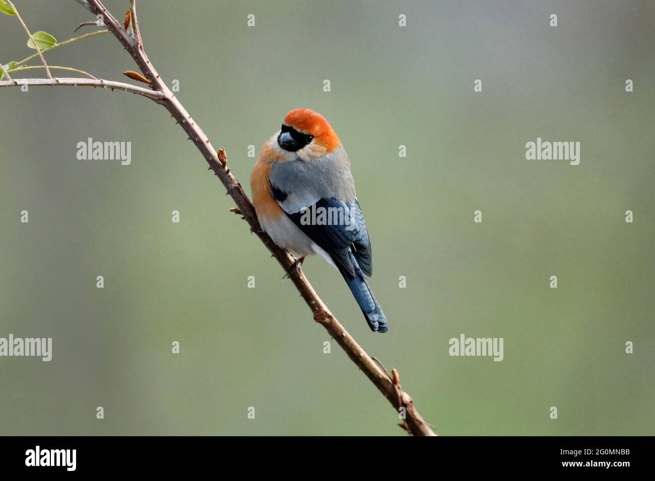 Rotkopfgimpel - Pyrrhula erythrocephala - Mandal, Uttarakhand, Indien Stockfoto