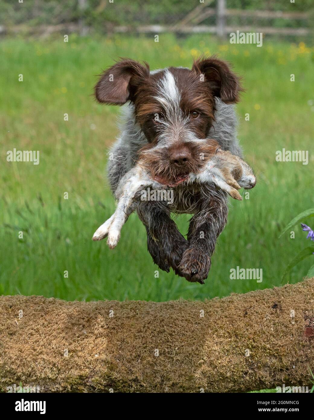 Korthals Griffon arbeitet als Schütze, der einen geschossenen Hasen über einer Hecke zurückholen kann Stockfoto