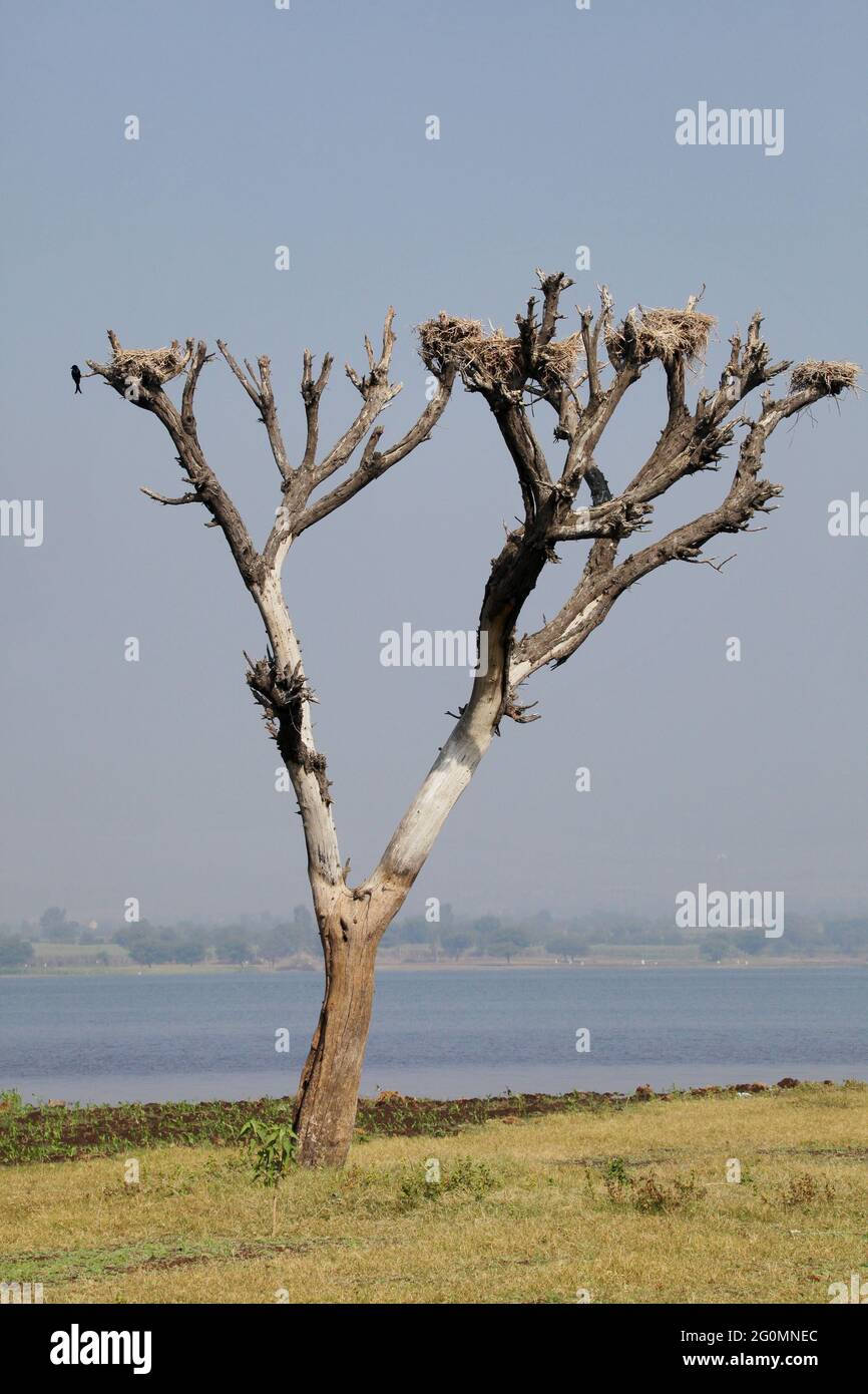 Getrockneter Baum mit Nestern, Satara, Maharashtra, Indien Stockfoto