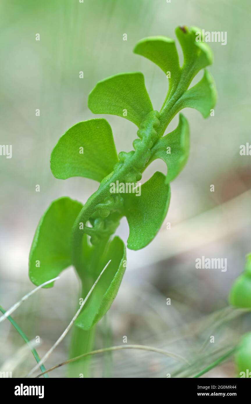 Moonwort ist ein sehr seltener, kleinwüchsiger Farn Stockfoto