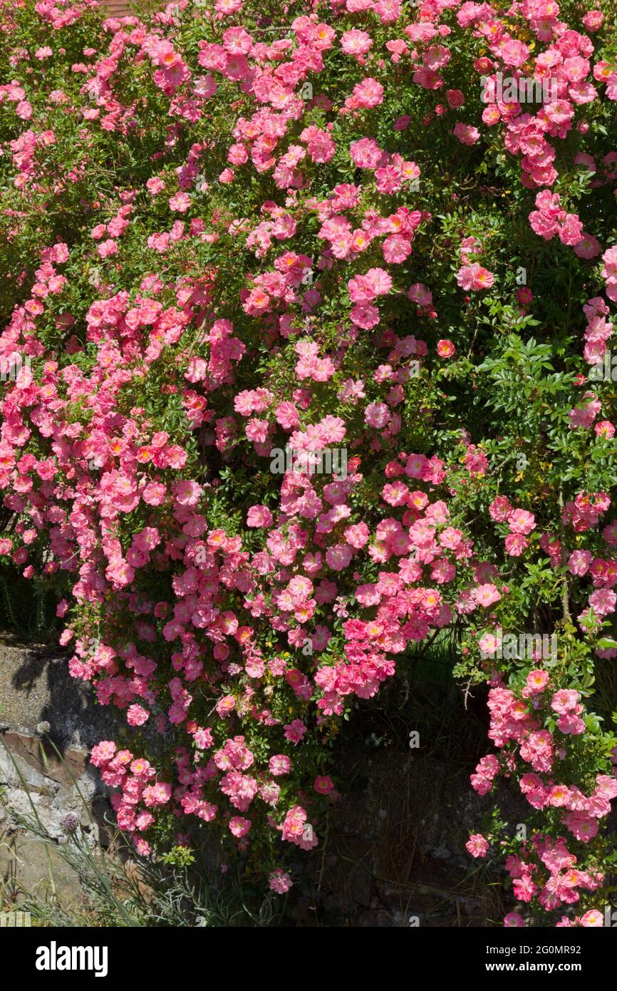 Wilde Rose in einem französischen Garten Stockfoto