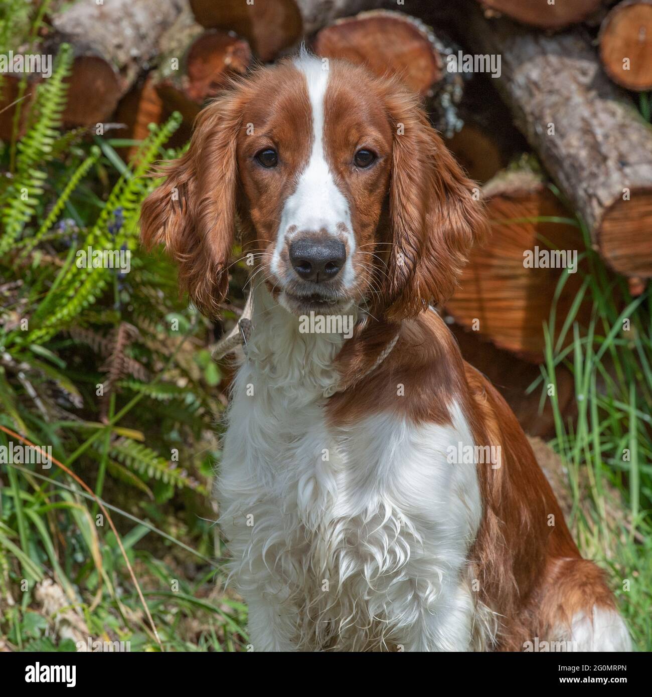 Welsh Springer Spaniel Stockfoto