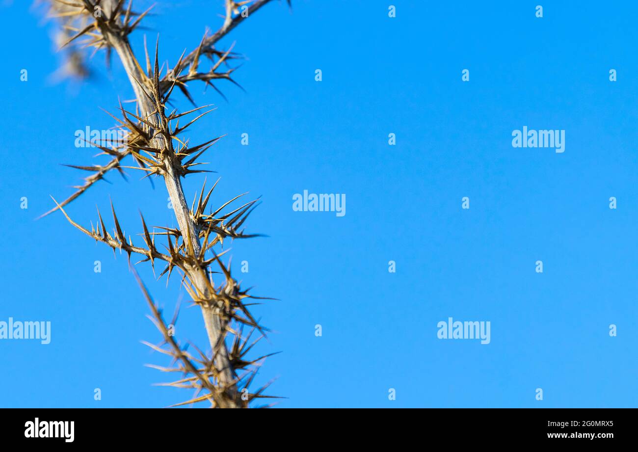 Trockene stachelige Pflanze gegen den blauen Himmel, Natur-Hintergrund, Überleben, Weltraumfot Text Stockfoto