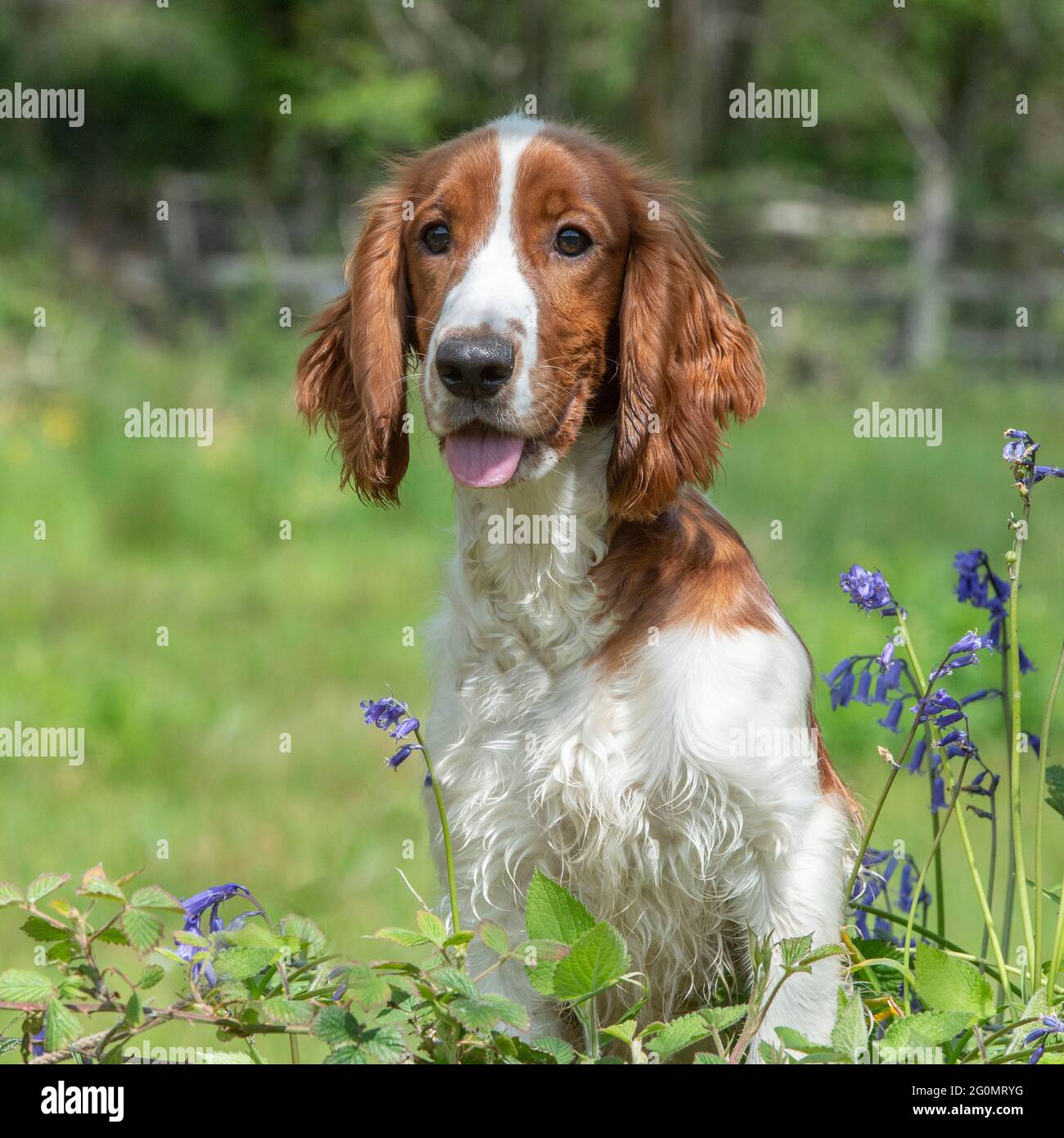 Welsh Springer Spaniel Stockfoto