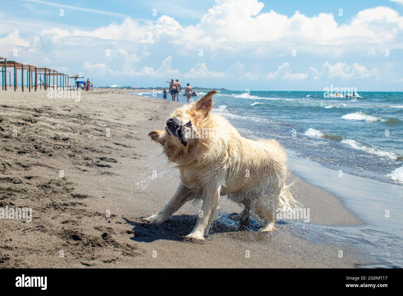 Labrador Retriever schüttelt das Meerwasser an einem Sandstrand ab Stockfoto