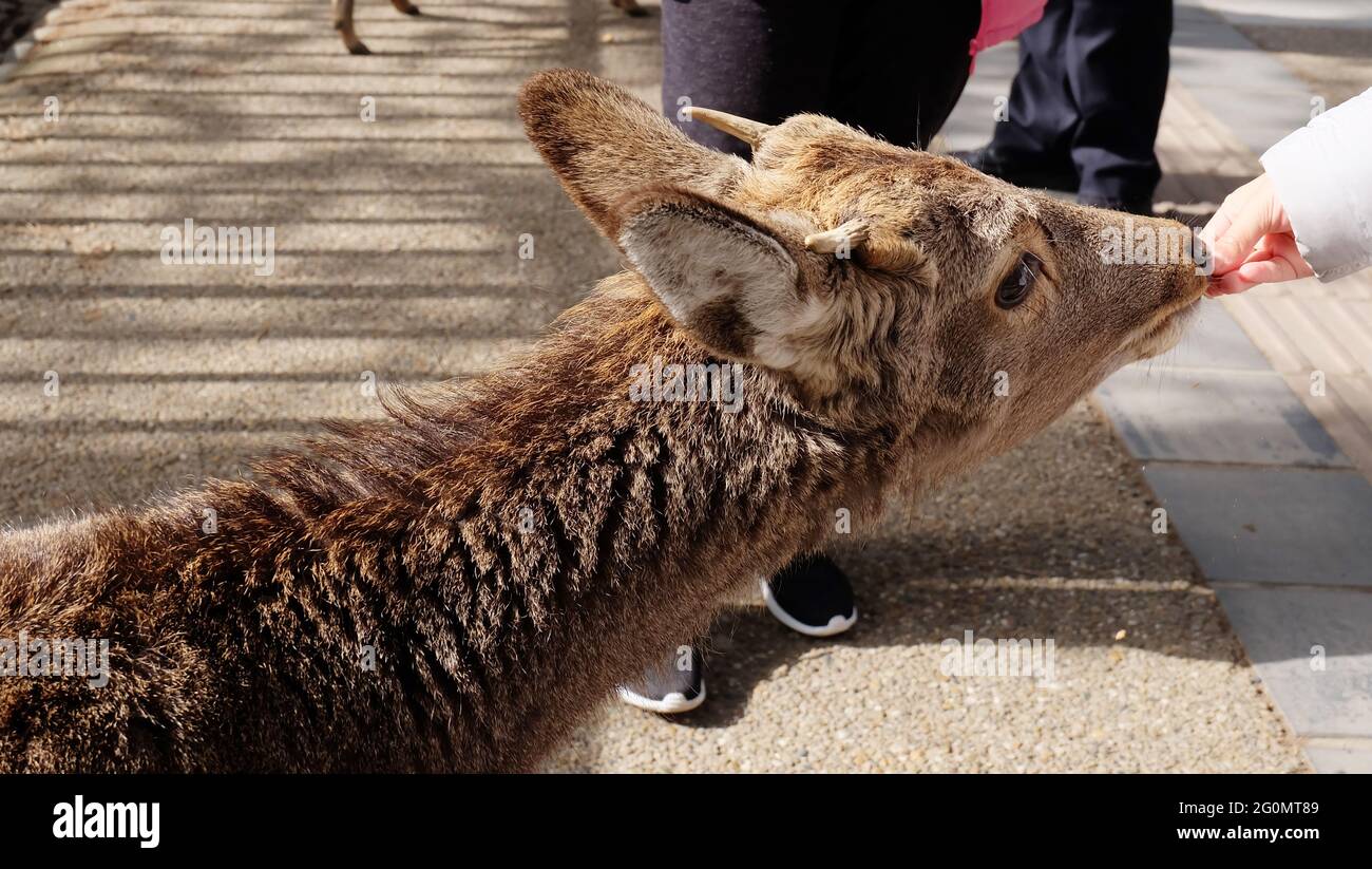 Ein Reh, der Leckereien aus der Hand eines Besuchers isst, im Nara-Hirschpark, Japan. Stockfoto
