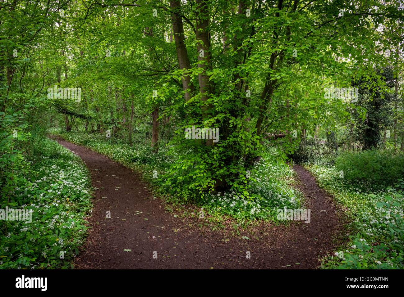 Waldweg, der sich in zwei teilt. Richtungswechsel-Konzept Stockfoto