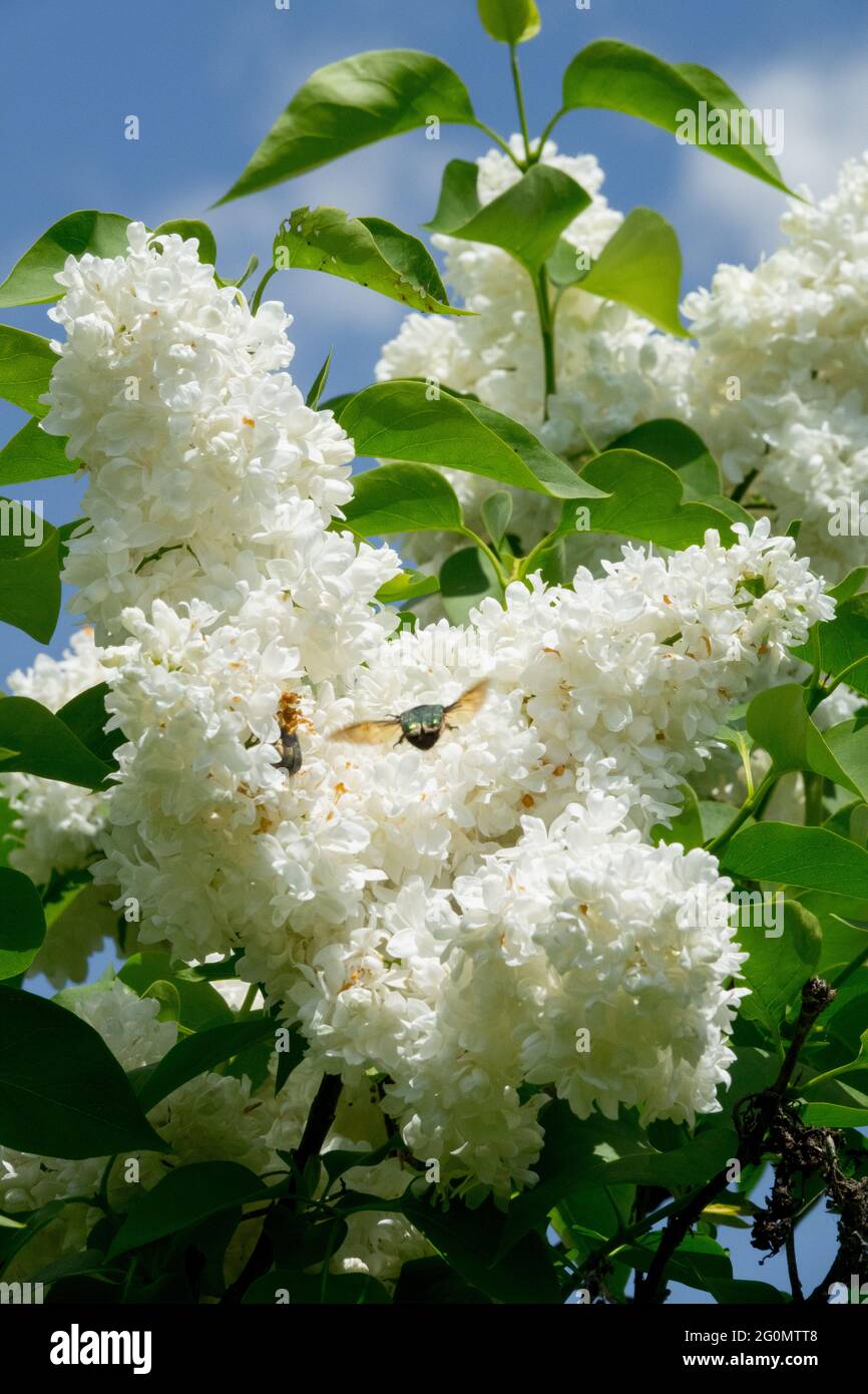 Syringa Souvenir d Alice Harding White, blühender Syringa-Frühlingsstrauch Stockfoto