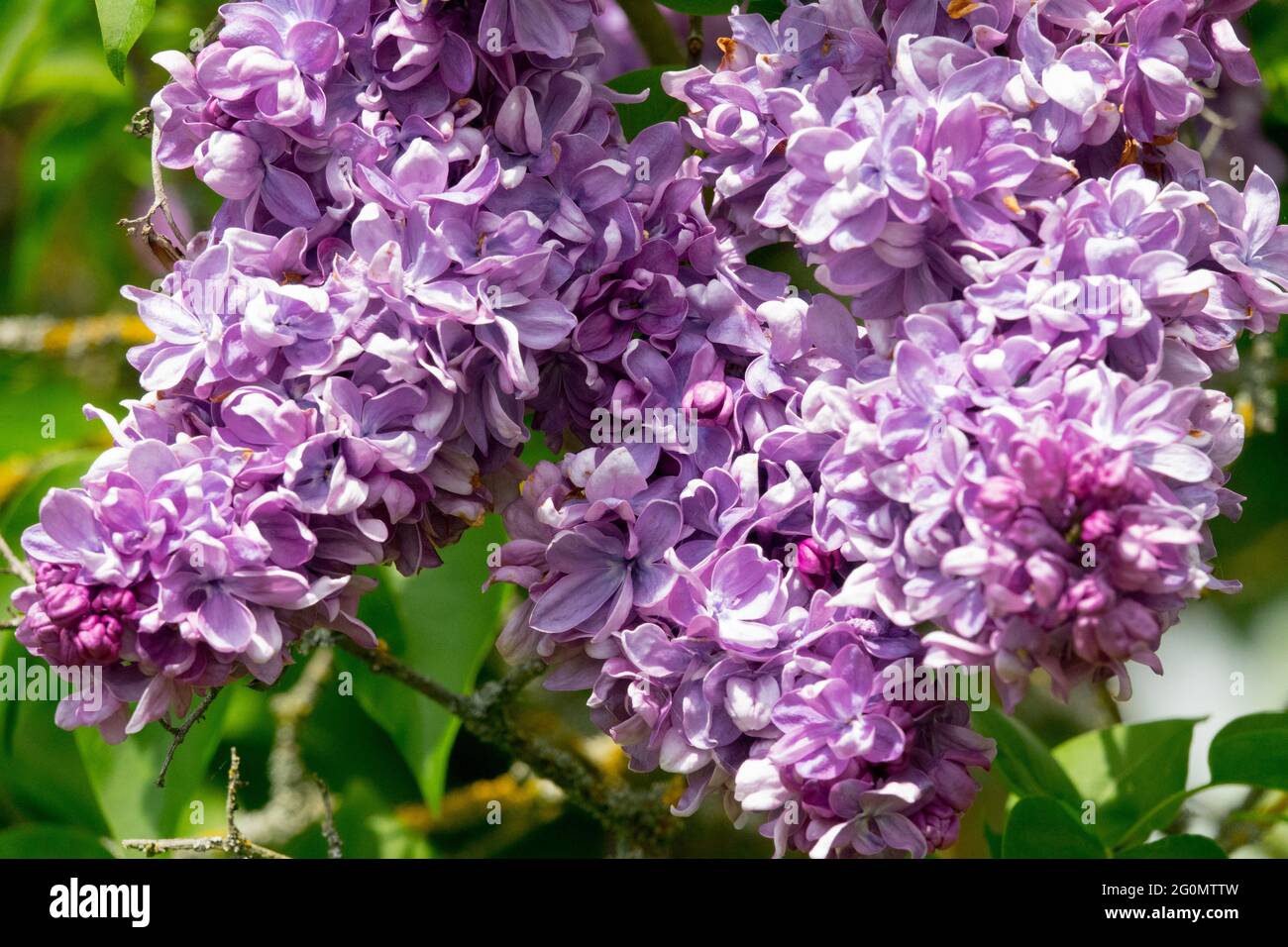 Syringa vulgaris Marechal Lannes Frühlingsblumen Syringa Lilac Blühender Strauch Stockfoto