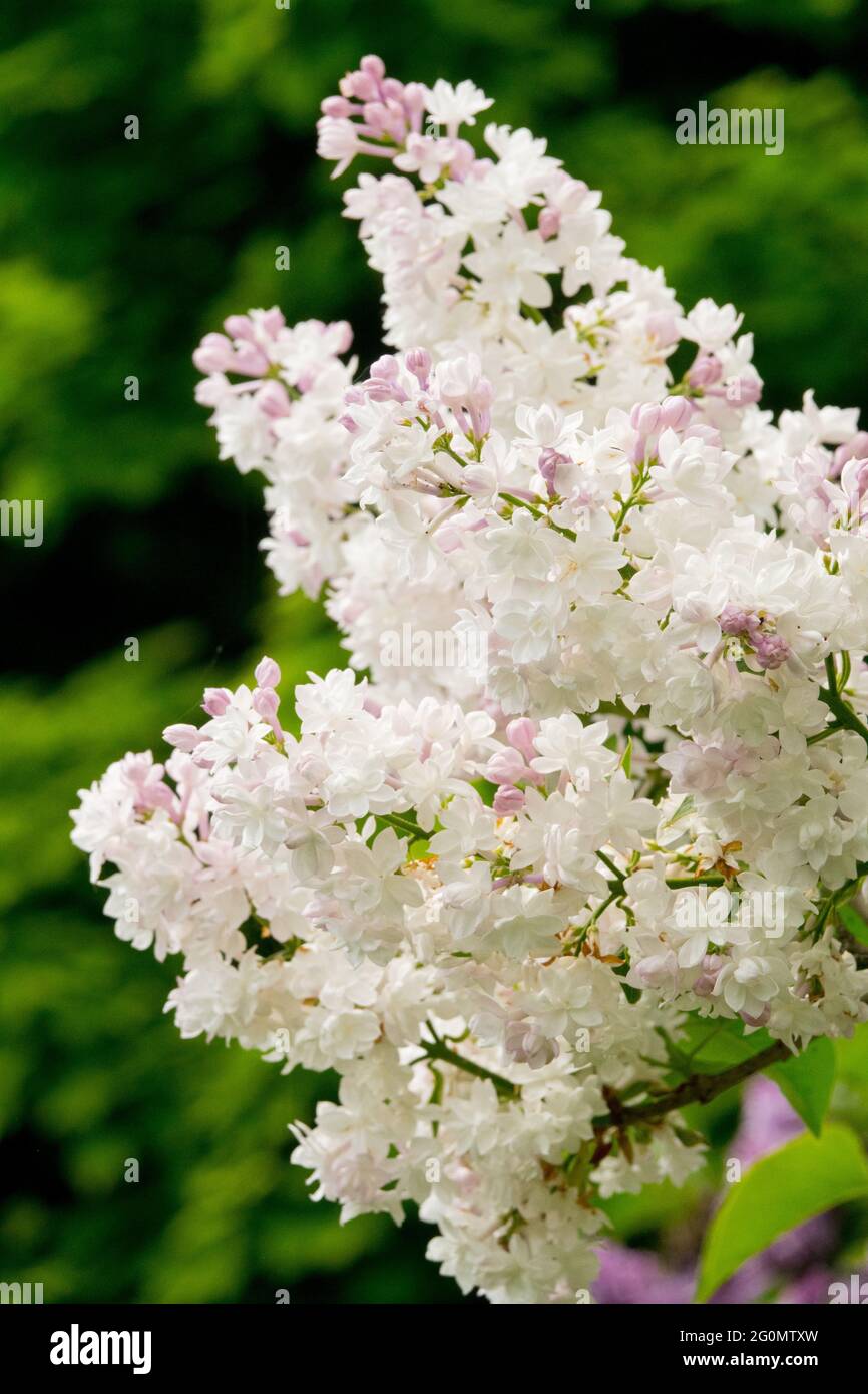 Syringa Allgemein Pershing Weiße Frühlingsblumen Flieder Gartenstrauch Stockfoto