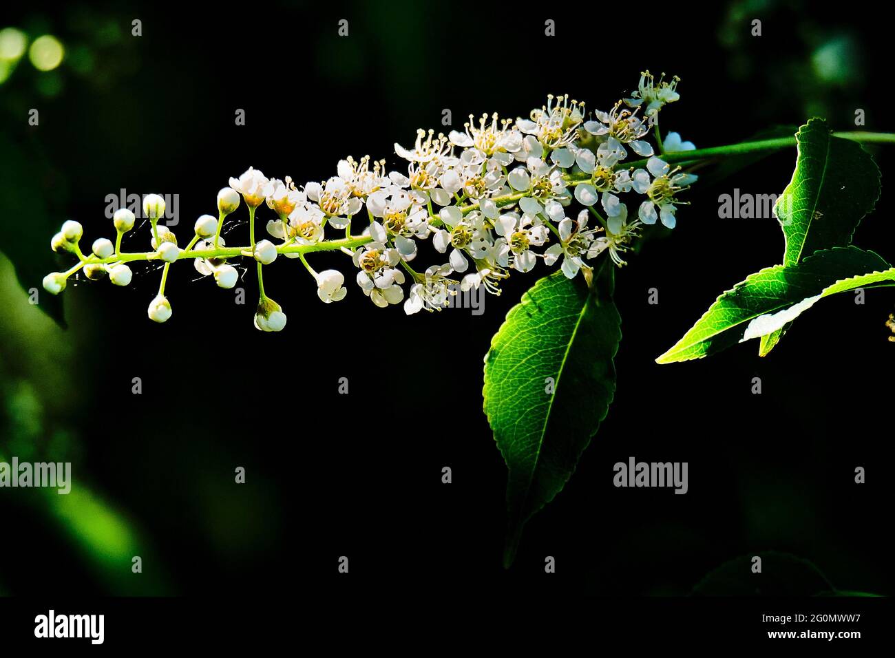 Schwarze Kirschbaumblume isoliert in der Morgensonne Stockfoto